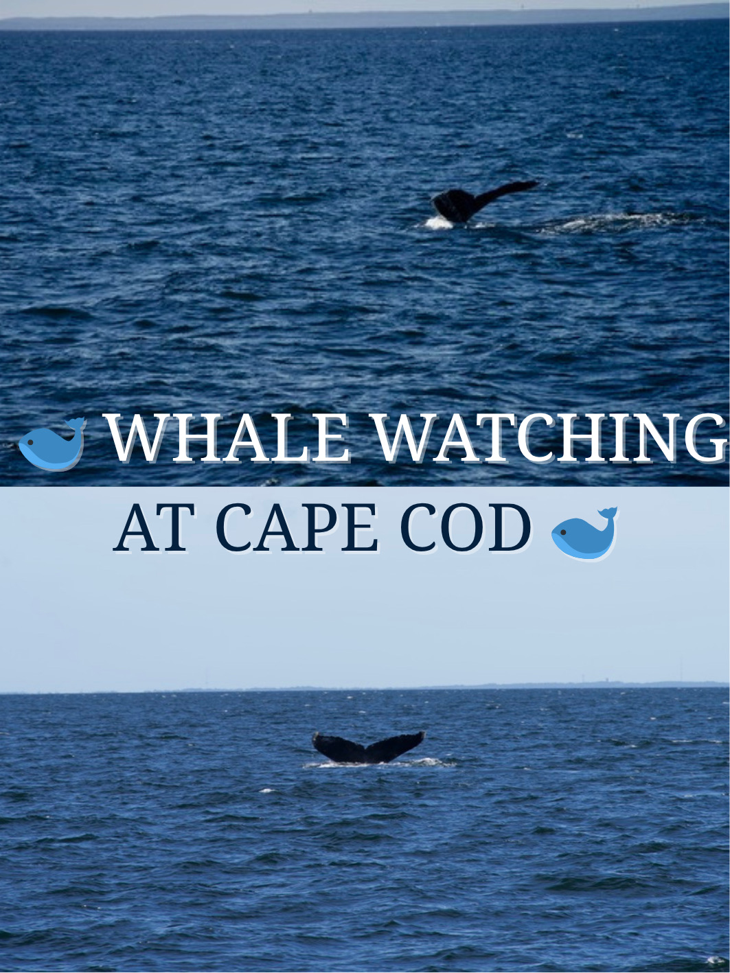🇺🇸Hyannis, Massachusetts Whale Watching Cruise: Observing Marine Ecology🐋