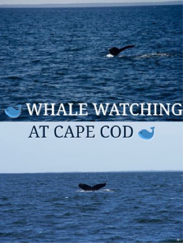 🇺🇸Hyannis, Massachusetts Whale Watching Cruise: Observing Marine Ecology🐋