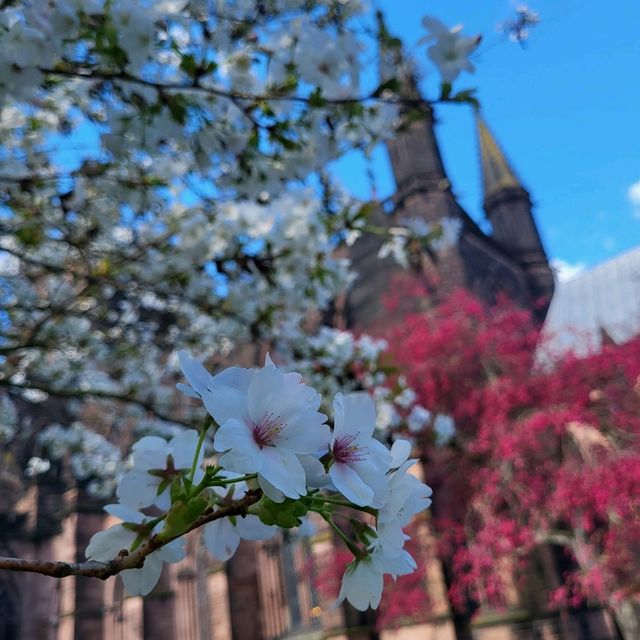 🌺春天的櫻花聖堂🌸Chester Cathedral