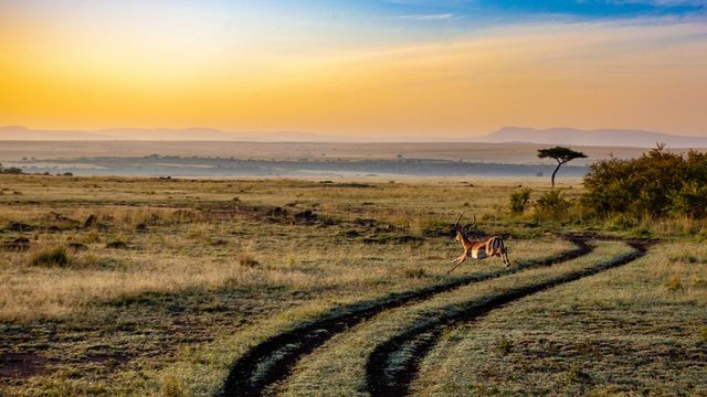 8 Days Classic Kenya Safari Experience 