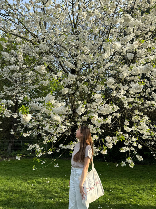 【🇬🇧倫敦春天必遊🌸】Greenwich Park櫻花大道及野餐好去處🍃