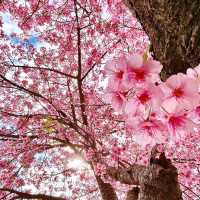 🌸 Cherry Blossoms in Japan: Friends and Petals 🌸