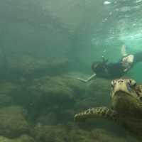 Swim with sharks