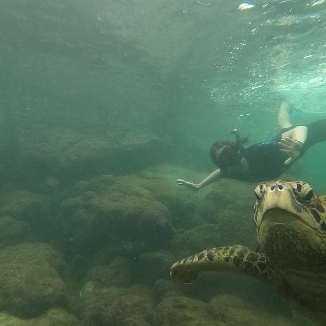 Swim with sharks