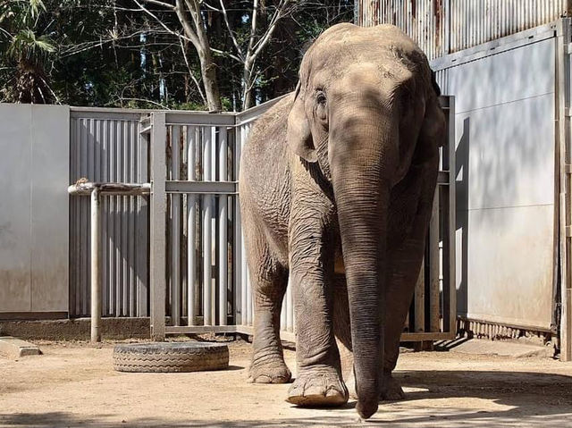 Utsunomiya Zoo 🇯🇵