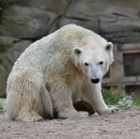 Polar bear at the Polarium 🇩🇪
