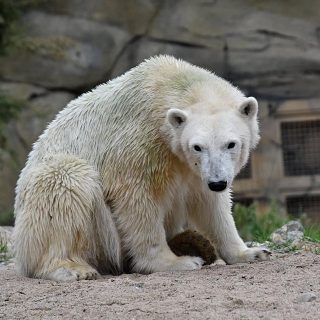 Polar bear at the Polarium 🇩🇪