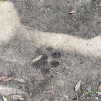 肯亞馬賽馬拉國家公園