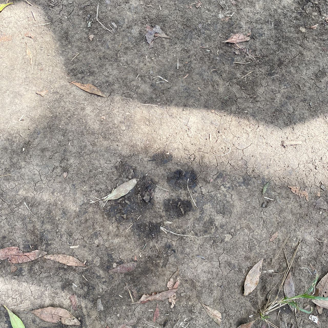 肯亞馬賽馬拉國家公園