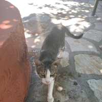 Local food - Corfu, Paleokastritsa 