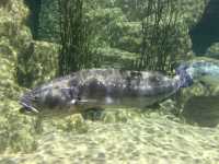 Crazy Creatures of the Aquarium 