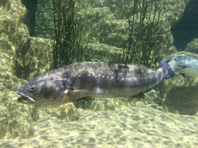 Crazy Creatures of the Aquarium 