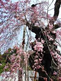 Otohime Sakura (Myokan-ji Temple)