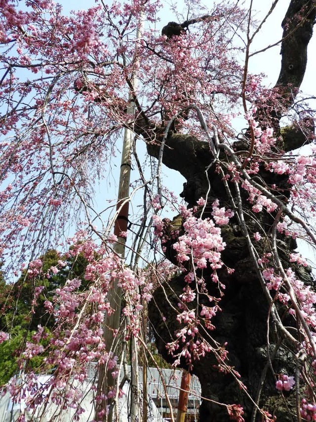 Otohime Sakura (Myokan-ji Temple)