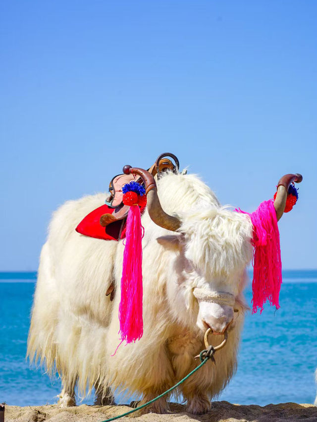 A Refreshing Escape to Qinghai Lake