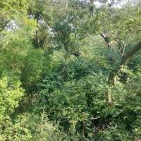 Nanjing, the Zhongshan Mountain National Park is a beautiful national park