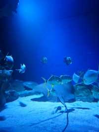 An Underwater Adventure in the Heart of Kuala Lumpur