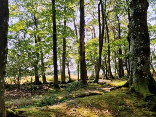 Escape to the New Forest National Park🌿