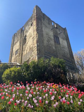 #springtravel 

You don’t need to visit Amsterdam to see beautiful tulips blooming in this season. In spring you can see tulips blooming everywhere. Guildford castle is one of the place to be. The garden is open for free to visitors. It locates in Surrey and you can also explore the castle keep at £5 only. The castle is at the centre of Guildford, easily accessible on foot. You can enjoy Asian cuisines in the high street and do some shopping to spend a day there! #thingstodo #tulips #surrey 
