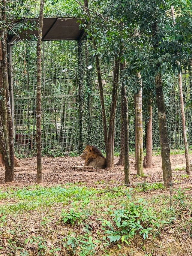 A morning with giraffes at Vinpearl Safari Phu Quoc