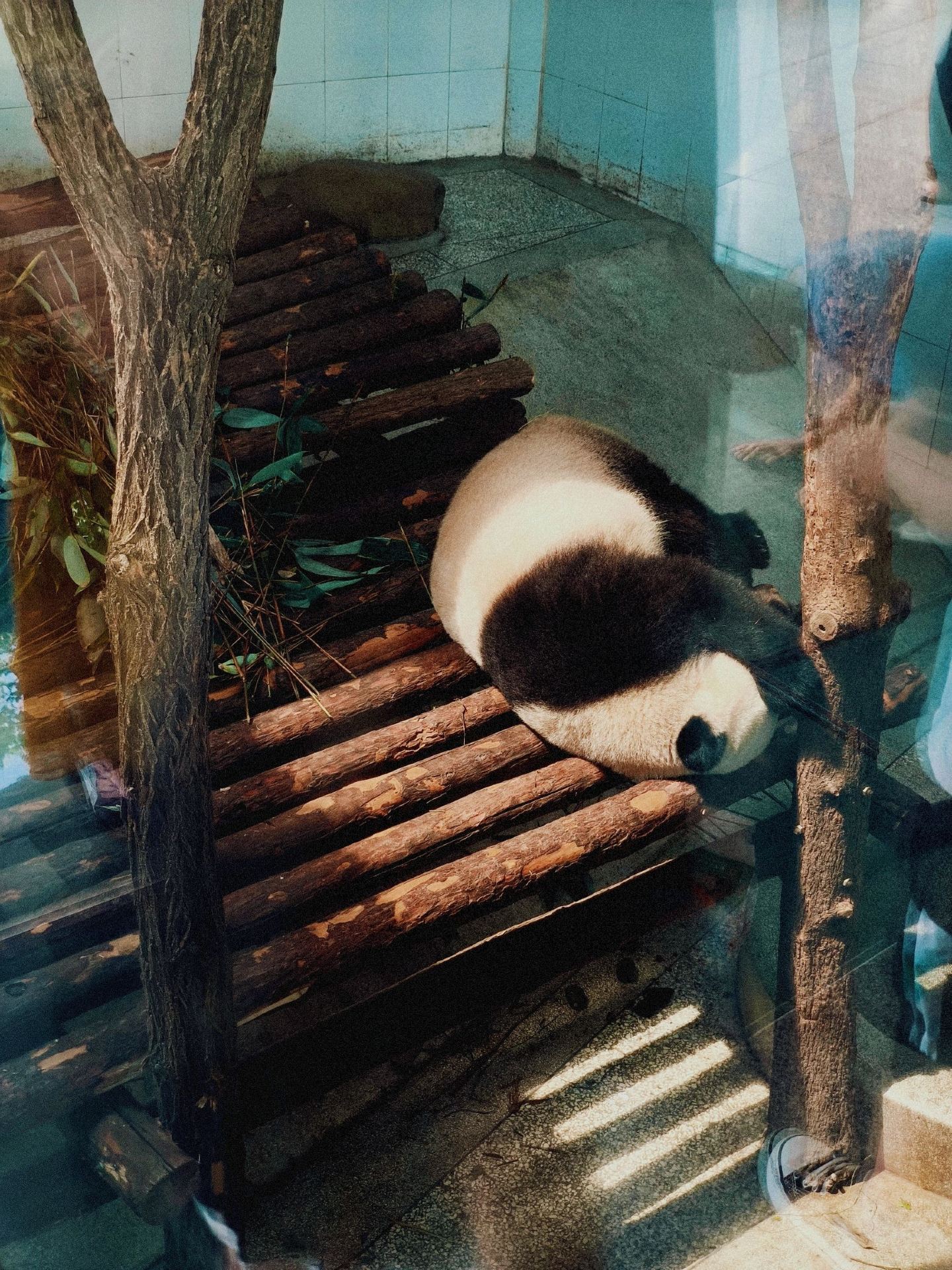 🤎 A cappuccino-colored panda! My spontaneous trip to see the rare Qizai bear in Xi'an.