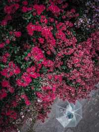 去紫薇瀑布下淋一場花雨🌸