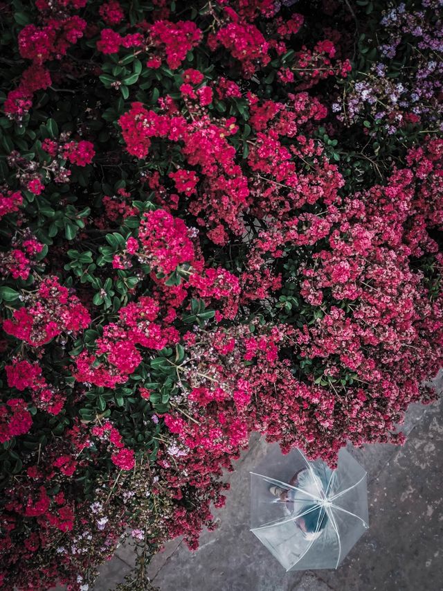 去紫薇瀑布下淋一場花雨🌸