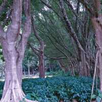 Lianhuashan park greenery 💜