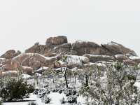 The strange rocks are the main characters, the weird trees are just embellishments, and the Joshua Tree National Park is covered in heavy snow.