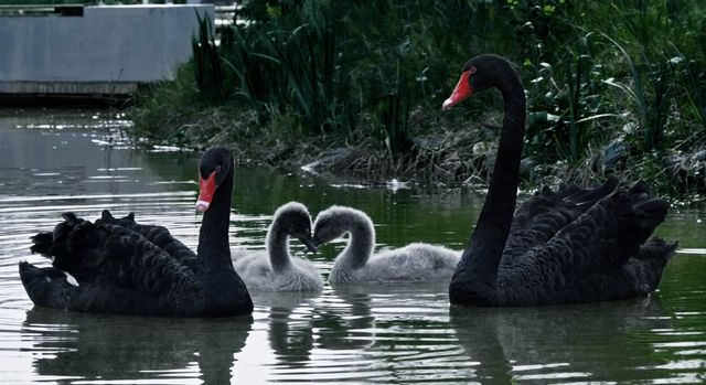Shangrao City | Healing Swan Lake