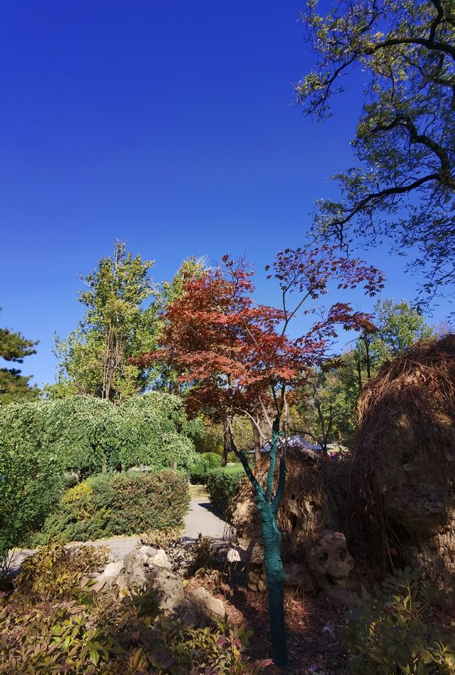 日壇公園秋意濃