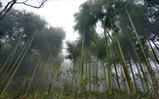 浙江·莫干山｜清涼世界的避暑勝地