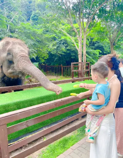 Elephant clearance dynasty boutique