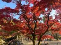 京都圓山公園 日式風格園林