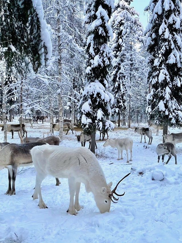 芬蘭的冬天真的美得超出你的想像