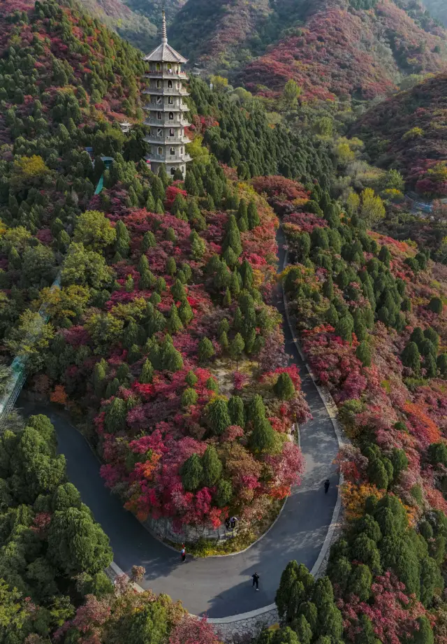 濟南的樹葉已經紅透，賞秋景追紅葉的朋友可以來了