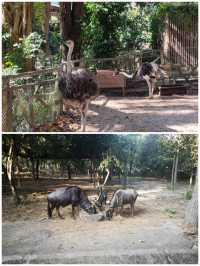 清邁動物園