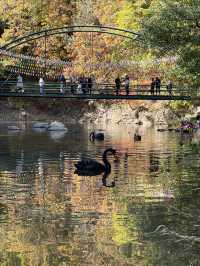 關門山國家森林公園看紅葉