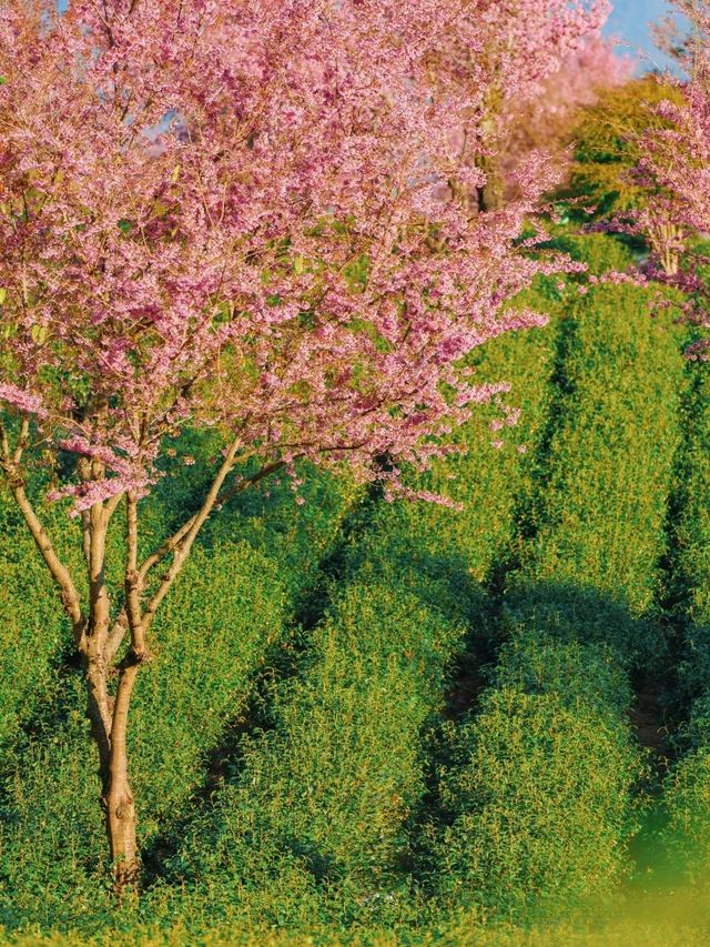 為了這片冬日限定的花海，我特意飛了一趟大理