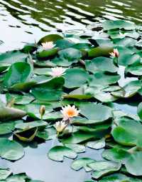 夏日賞荷,這裡的荷池別樣的美