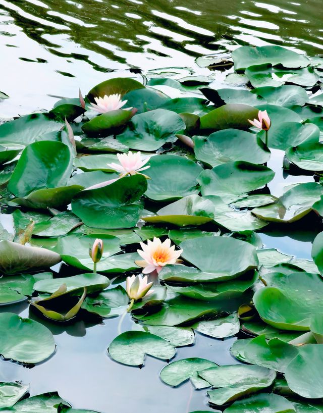 夏日賞荷,這裡的荷池別樣的美 夏日賞荷,這裡的荷池別樣的美