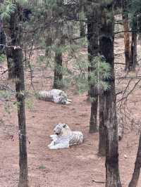 雲南野生動物園！超詳細攻略！