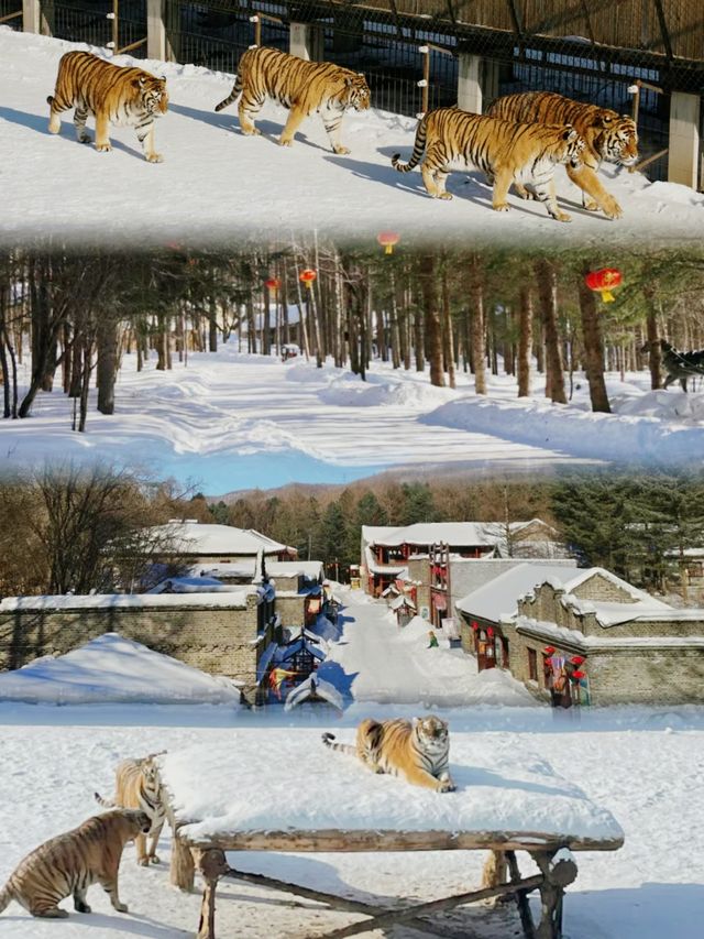 牡丹江 橫河道子｜南方小土豆心中的雪世界啊