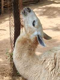 超治癒的動物園之行