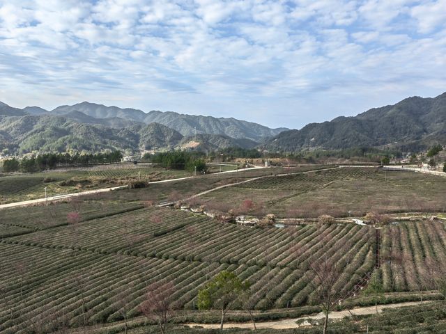 這個高山茶園裡的民宿，確實值得住幾天