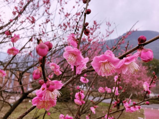 美麗的免費景點就在身邊——梵江印象酒店