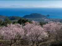 土耳其-達特恰半島的杏花