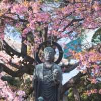 弘前  全日本三大赏樱名所之一