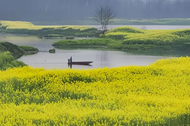 千畝油菜花，美成「小江南」：邛崍兩河村