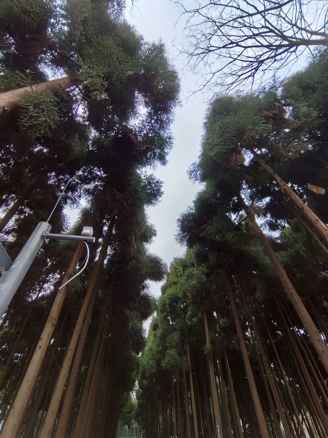 成都都江堰一日遊！建議直接照抄！！